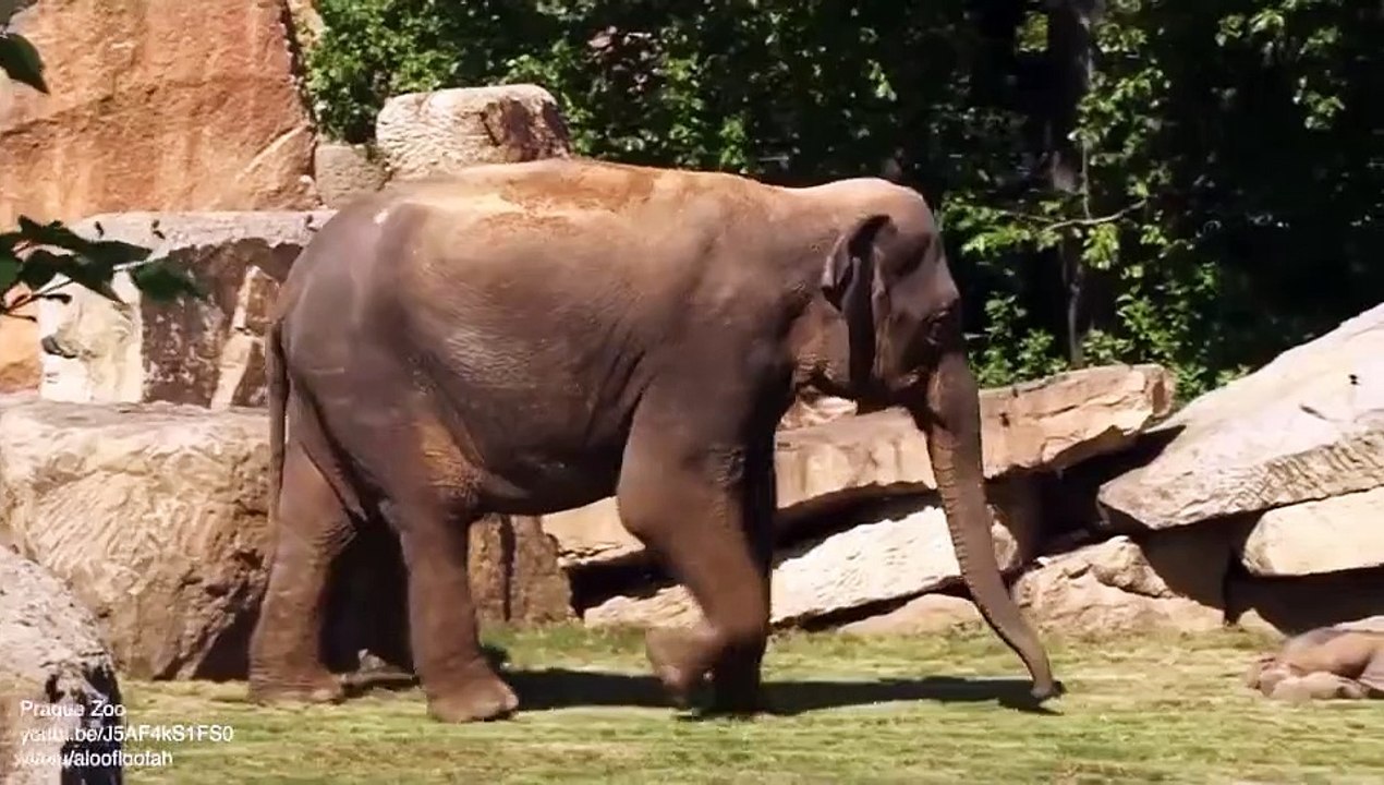 elefante