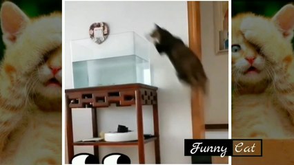 Funny cat || The cutest cat behavior