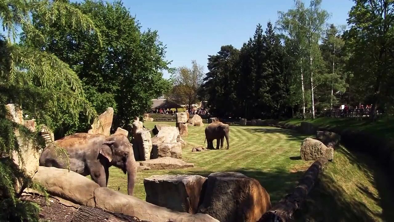 ELEFANTE