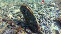 Puglia: scoperti esemplari vivi di Pinna nobilis nel mare di Taranto. Il mollusco più grande del Mediterraneo è ad alto rischio estinzione - VIDEO