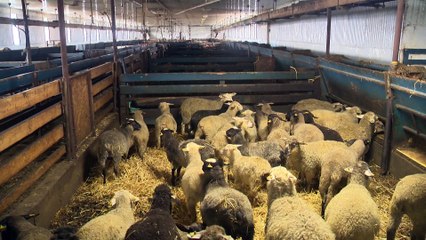 Un abattoire mobile dans le Bas-Saint-Laurent