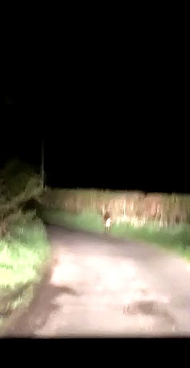 Harrowing Encounter With a Deer