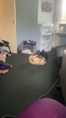 These Two Dogs are Very Close Friends