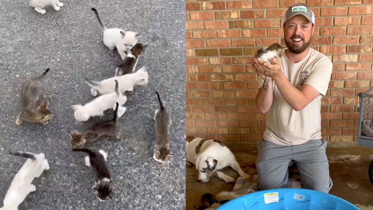 We Got a Kitten Problem   Louisiana Man Rescuing One Kitten Ambushed by 12 More