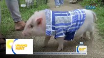 Ang Lu-PET: Cute na mini pigs, patok online! | Unang Hirit