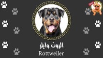 الروت وايلر زي الكتاب | قبل ما تشتري كلب روت وايلر لازم تتفرج على الفيديو ده | Rottweiler  .