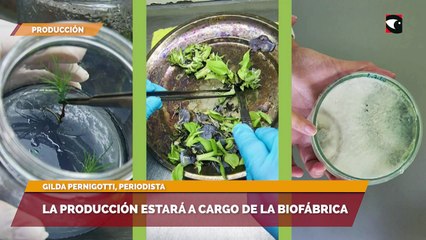 Misiones producirá biofertilizante a gran escala