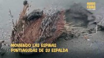 Extraña criatura marina es encontrada arrastrándose por una playa tailandesa