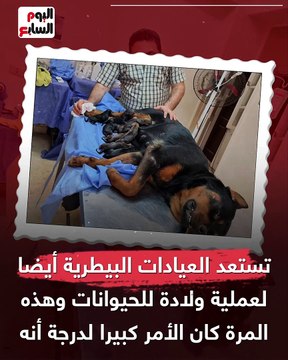 فريق جراحين و90 دقيقة عمليات و9 توائم.. ولادة قيصرية نادرة للكلبة كاندى فى بنها