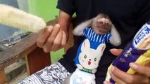 Cute monkey eating ice cream