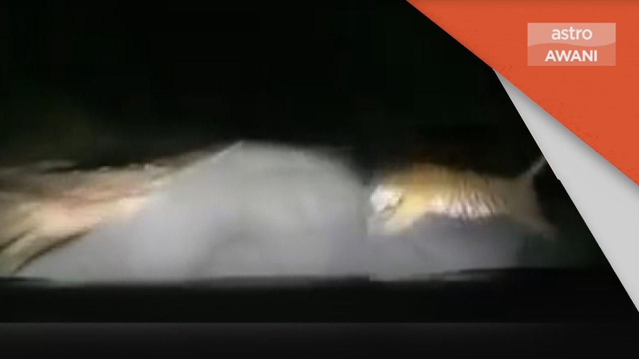 Harimau Belang | Perhilitan Kelantan jejak harimau dilanggar