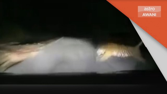 Harimau Belang | Perhilitan Kelantan jejak harimau dilanggar