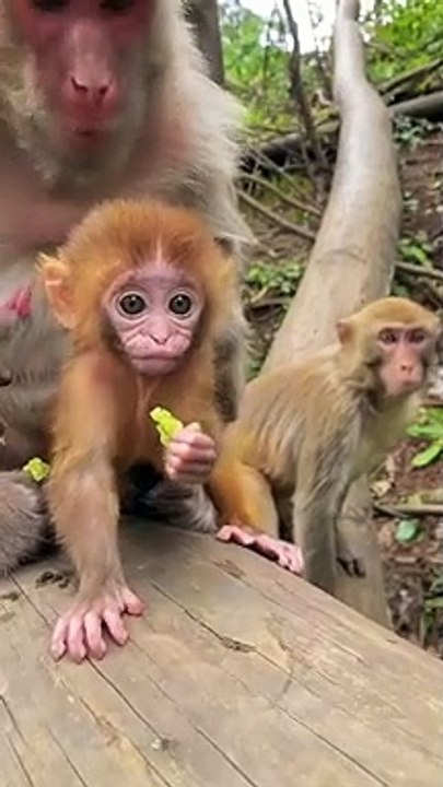 poormonkey monkey baby