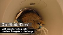 CAT scan for a big cat: London lion gets a check-up