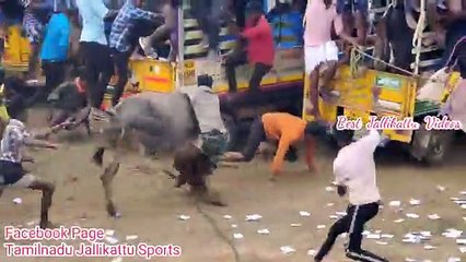 Very angry caw can be dangerous for all people.