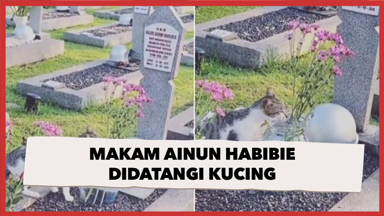 Makam Ainun Habibie Didatangi Kucing, Warganet: Alhamdullilah Penyambung Pahala