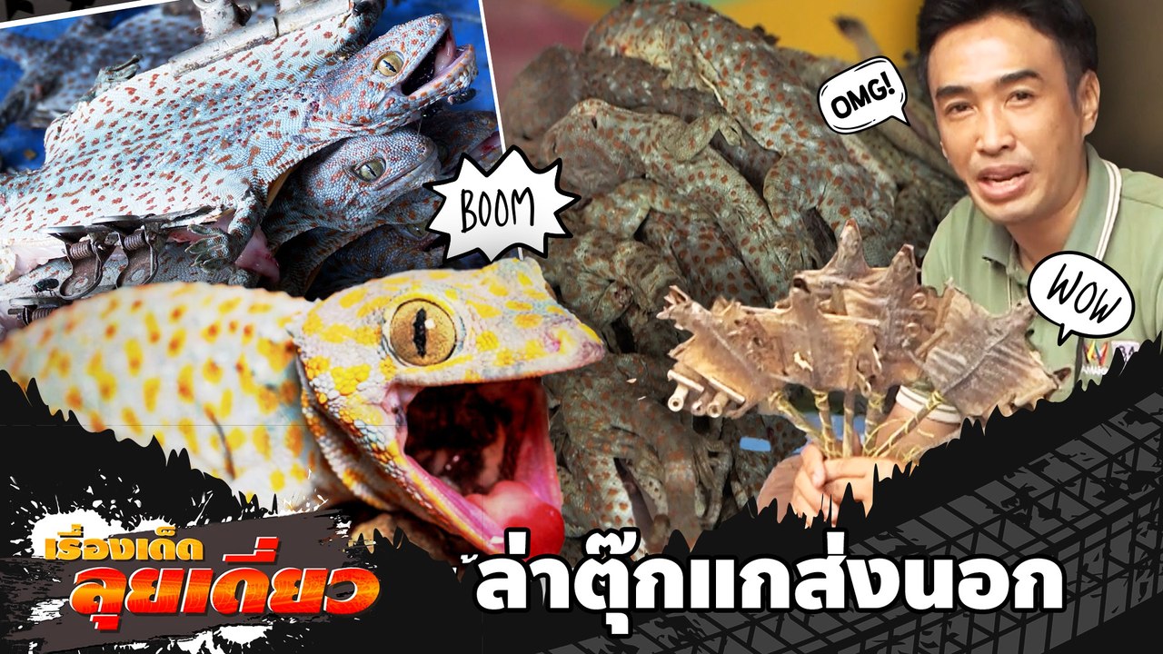 เรื่องเด็ดลุยเดี่ยว | หมู่บ้านอาชีพแปลก ล่าตุ๊กแกส่งนอก จ.นครพนม | ข่าวเที่ยงอมรินทร์ | 12 ก.ค.65