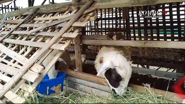 Peternak Menduga, Kambingnya Diserang Anjing Liar