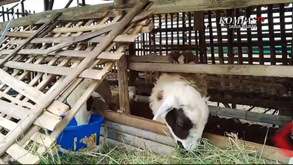 Peternak Menduga, Kambingnya Diserang Anjing Liar