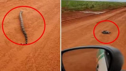 Dev yılanla uğraşan adamın sonu kötü bitti