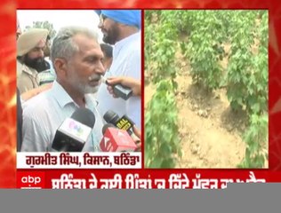 ਬਠਿੰਡਾ ਦੇ ਕਈ ਪਿੰਡਾਂ 'ਚ ਚਿੱਟੇ ਮੱਛਰ ਦਾ ਅਟੈਕ, ਮਾਨ ਸਰਕਾਰ ਵਲੋਂ ਕਿਸਾਨਾਂ ਨੂੰ ਮਦਦ ਦਾ ਭਰੋਸਾ