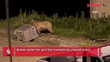 Acıkan ayılar her gün ilçe merkezinde yiyecek arıyor