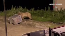 Acıkan ayılar her gün ilçe merkezinde yiyecek arıyorlar
