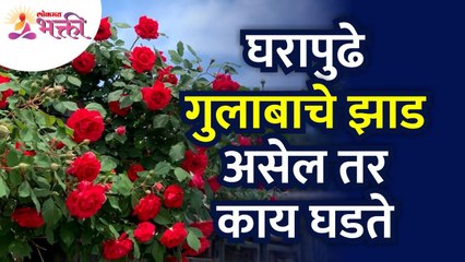 घरासमोर गुलाबाचे झाड असेल तर काय घडते? What happen if rose tree in front of the house? Rose Flower