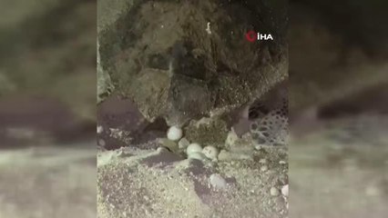 Nesli tükenmekte olan Caretta Carettayı yumurtlarken flaşla rahatsız ettiler