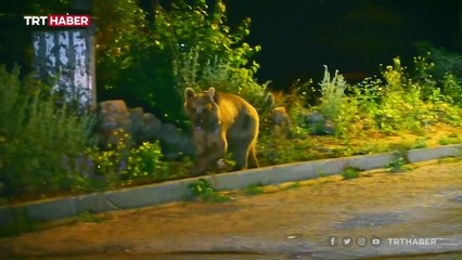 Bozayılar kurbanlıklardan arta kalanlar için kavgaya tutuştu