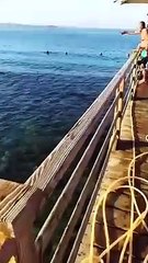 Ataque de un tiburón a una bañista