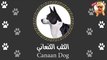 الكلب البلدي | كلب عربي و الصهاينة حاولوا ينسبوه ليهم | اعرف أكتر عن الكلب الكنعاني | Canaan Dog
