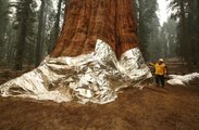 Un violent incendie menace les séquoias géants du parc de Yosemite aux Etats-Unis