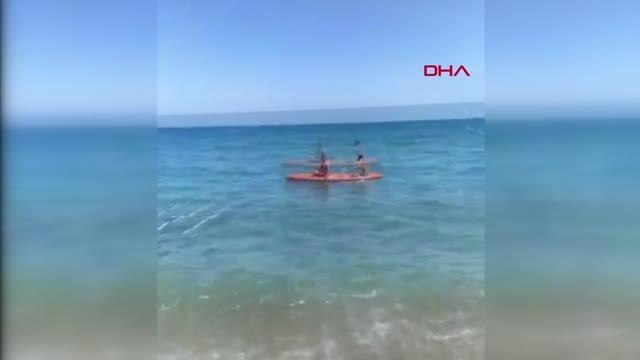 Son dakika haberleri | 1,5 METRELİK BOZ CAMGÖZ KÖPEK BALIĞI ÖLÜSÜ KIYIYA VURDU