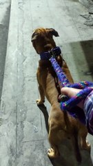 Doggo Concerned About Green Guy