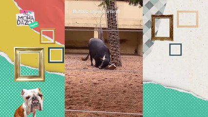 Toro ayuda a tortuga a reincorporarse - Almohadazo Casero