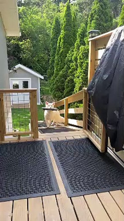 A Dog Who Knows What He Wants