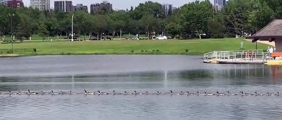 Des oies à la queue-leu-leu... trop mignon