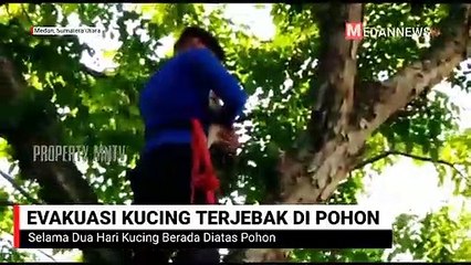Evakuasi Kucing Diatas Pohon