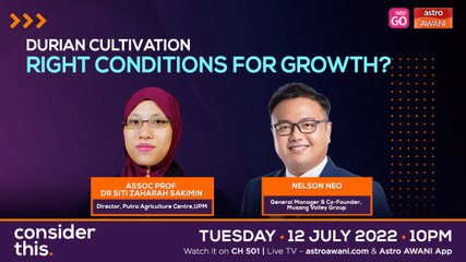 Consider This: Durian Cultivation (Part 2) - Right Conditions For Growth?