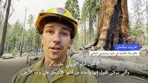 حريق يهدد أشجار السيكويا العملاقة في منتزه يوسيميتي الوطني الأميركي
