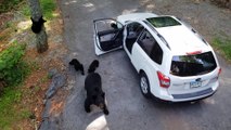 Bear Family Steals Snacks From Car