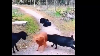 ANJING VERSUS KAMBING