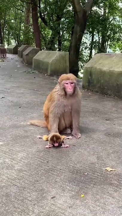 Monkey baby cartoon