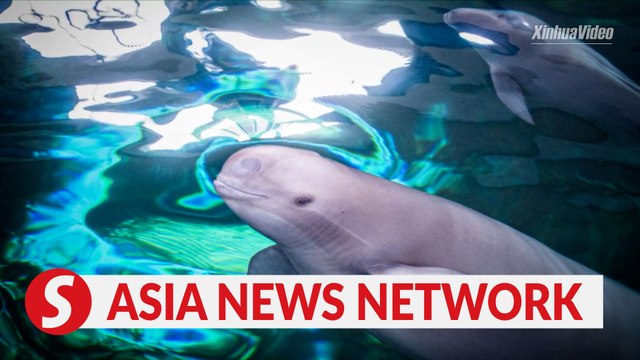 China Daily | Yangtze finless porpoise Fujiu gives birth to baby F9C22