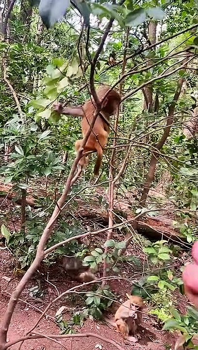 Cute little monkey 10