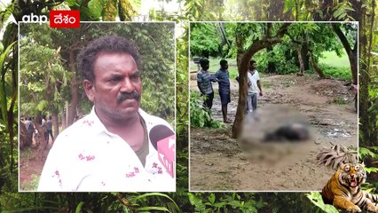 Tiger Fear in Anakapalle Village : ఊళ్లోకి వచ్చి పశువులను చంపటం ఇదే తొలిసారి | ABP Desam