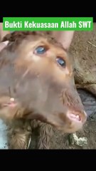 Anak Sapi Berkepala Dua - Bukti Kekuasaan Allah SWT#shorts