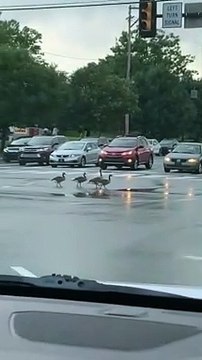 Geese Take Their Time Crossing Busy Road