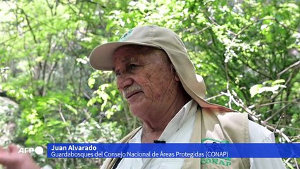 Guatemala intenta evitar la extinción del "Niño Dormido", un lagarto venenoso